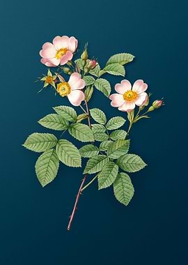 Short Styled Field Rose