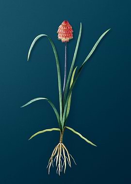 Veltheimia Abyssinica