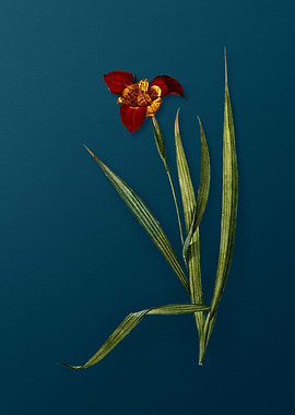 Tiger Flower Florals