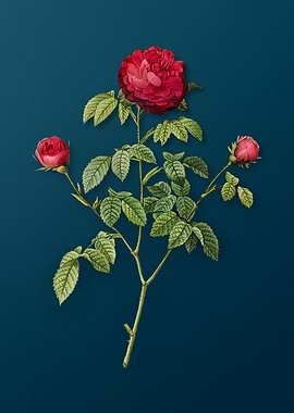 Agatha Rose in Bloom