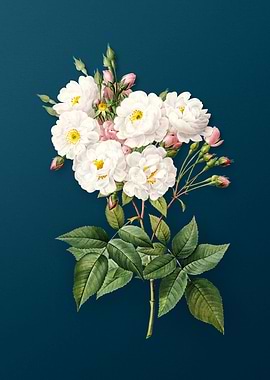 Vintage Noisette Roses