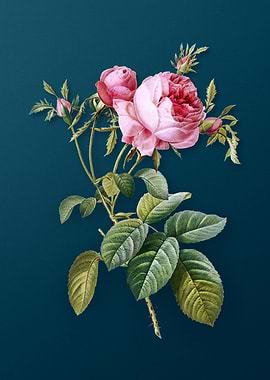 Pink Cabbage Rose de Mai