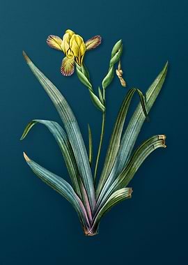 Vintage Hungarian Iris