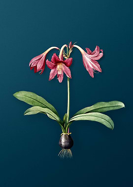 Netted Veined Amaryllis