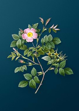 Blooming Malmedy Rose