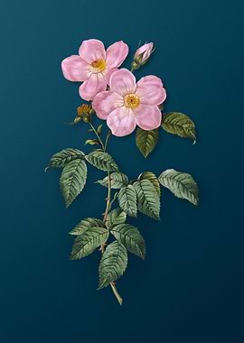 Tea Scented Roses Bloom