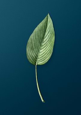 Powdery Alligator Flag