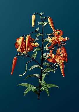 Tiger Lily Florals