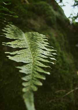 Fern in the mountains