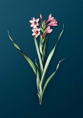 Sword Lily Vintage Florals