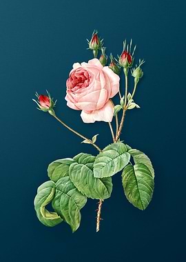 Blooming Cabbage Rose