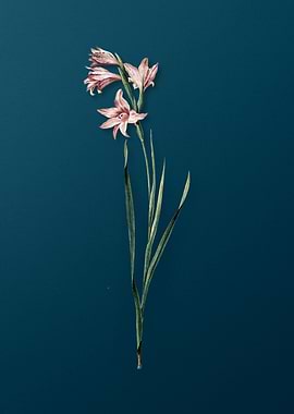 Antique Painted Lady