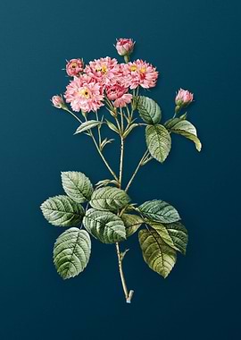 Vintage Pink Rosebush