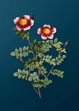Variegated Burnet Rose