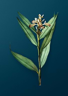 Vintage Globba Erecta