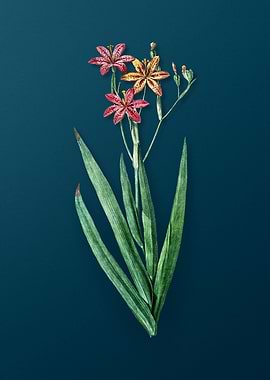 Blackberry Lily on Teal