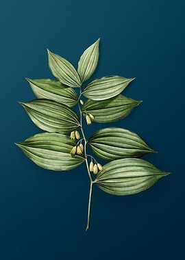 Classic King Solomons Seal