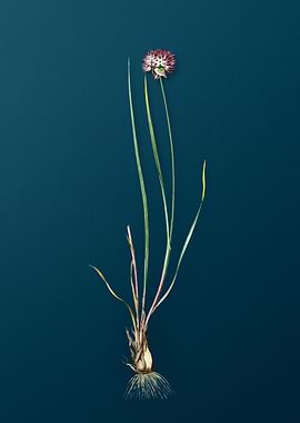 Allium Foliosum on Teal