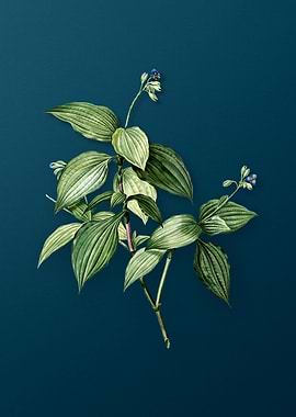 Tradescantia Erecta Floral