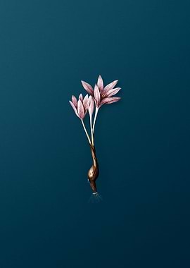 Autumn Crocus on Teal