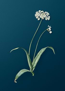 Spring Garlic Flowers