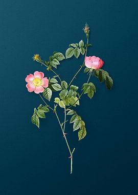 Pink Austrian Copper Rose