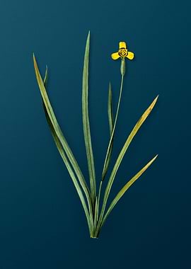 Vintage Iris Martinicensis