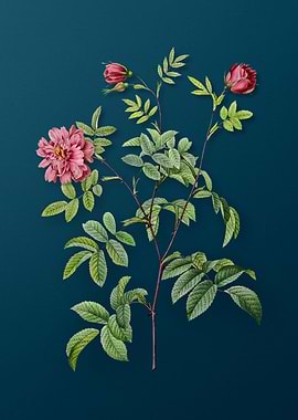 Vintage Cinnamon Rose