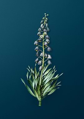 Antique Persian Lily