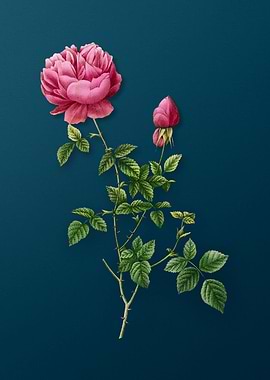 Pink Autumn China Rose