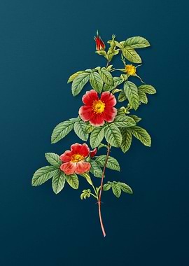 Blooming Single May Rose