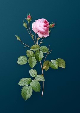 Blooming Provence Rose