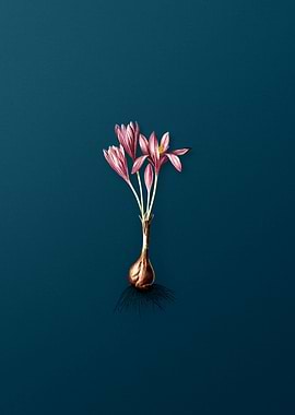 Autumn Crocus on teal