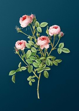 Blooming Burgundian Rose