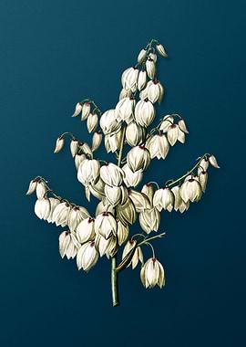 Aloe Yucca on Dark Teal