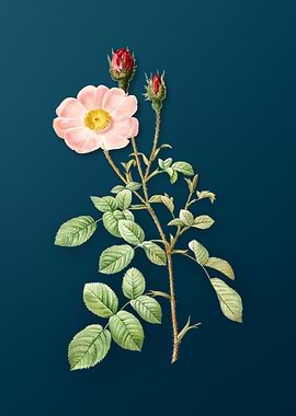 Vintage Sparkling Rose