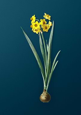 Daffodil Flowers