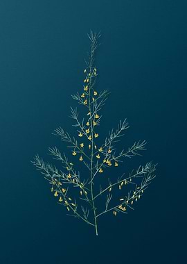 Sea Asparagus