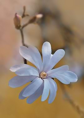 White blooming magnolia