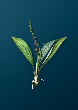 Antique Peliosanthes Teta