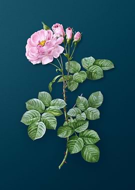 Blooming Damask Rose