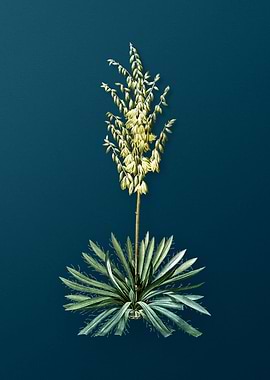 Adams Needle on Teal