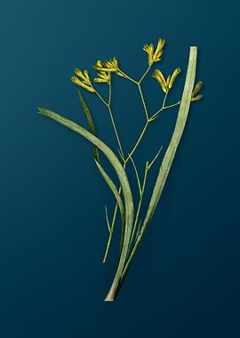 Anigozanthos Flavida