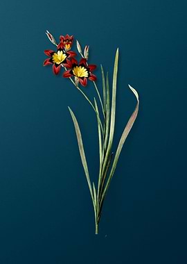 Classic Ixia Tricolor