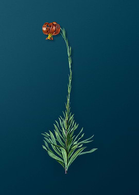 Scarlet Martagon Lily