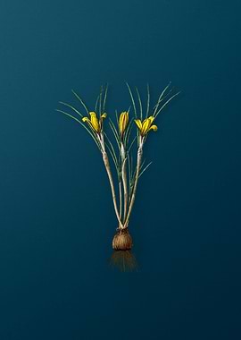 Cloth of Gold Crocus