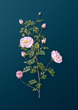 Pink Scotch Briar Rose