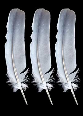 Three Feathers Dark