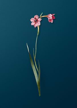 Sword Lily Vintage Florals