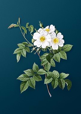 Blooming White Rosebush